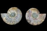 Agate Replaced Ammonite Fossil - Madagascar #169445-1